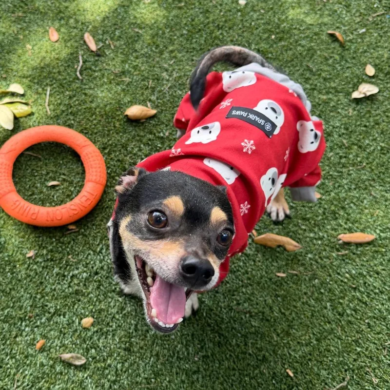 An adult small-sized male Black Chihuahua dog named Basil for adoption in Lakeland, FL