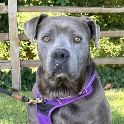 An adult large-sized male Gray / Blue / Silver Mastiff dog named Benicio for adoption in Woodinville, WA