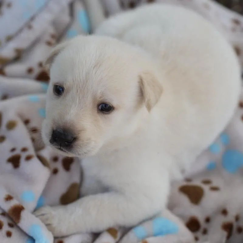 A baby medium-sized female Anatolian Shepherd dog named Corduroy for adoption in Pflugerville, TX