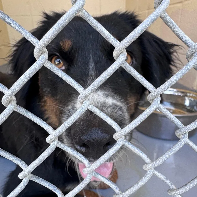 An adult medium-sized female Black Border Collie dog named Pickles for adoption in Lufkin, TX