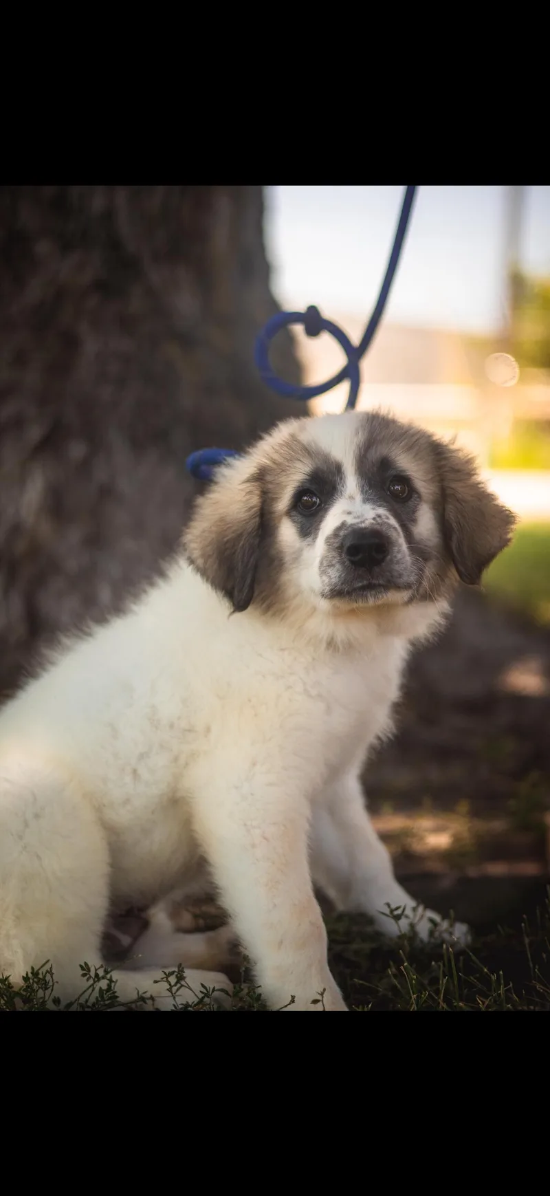 Great Pyrenees Puppy