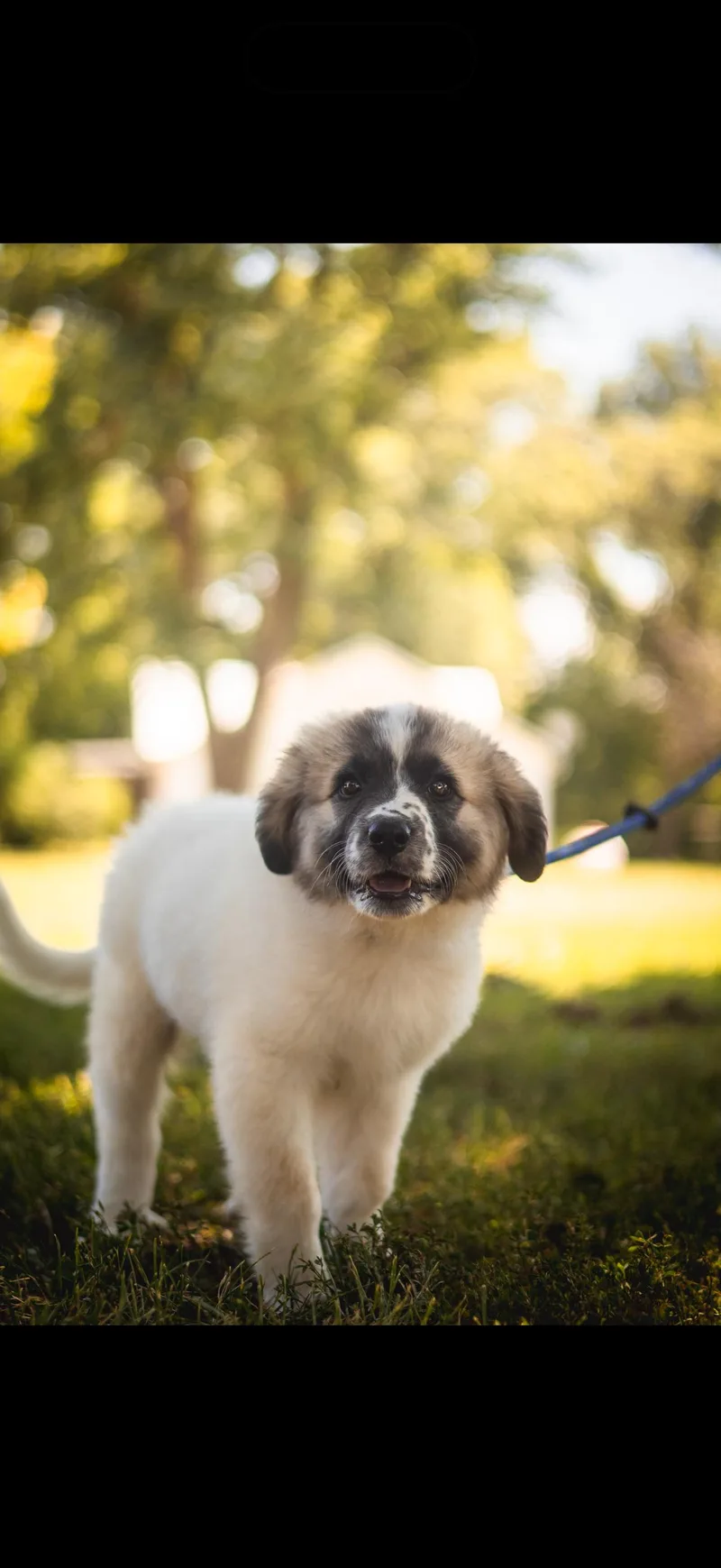Great Pyrenees Puppy thumbnail 2