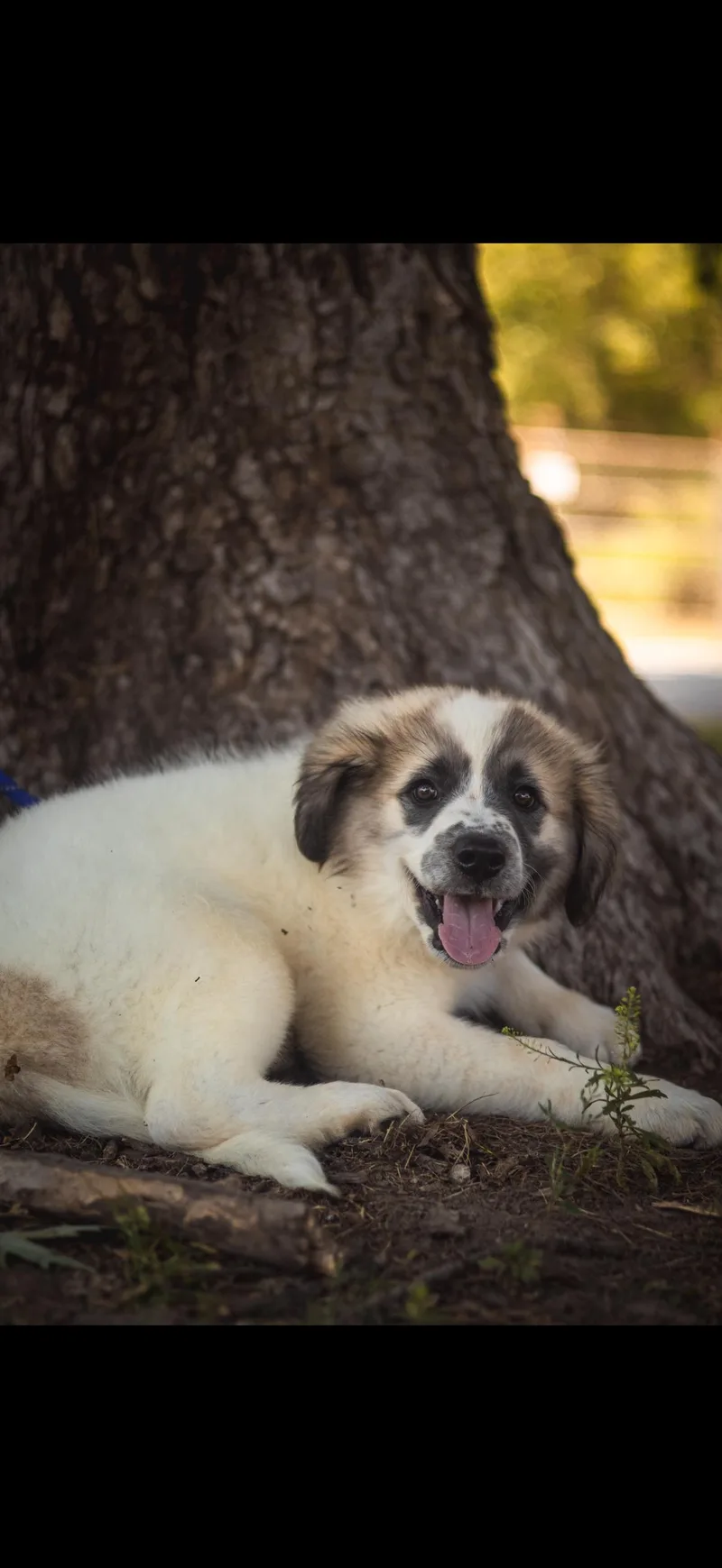 Great Pyrenees Puppy thumbnail 3