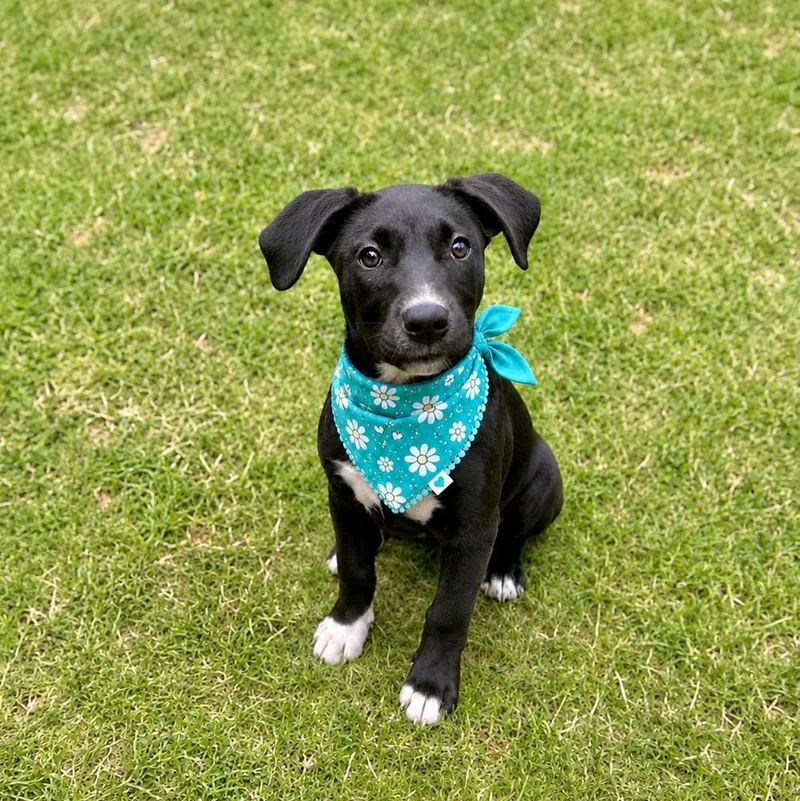 A baby medium-sized female Black Terrier dog named Betty for adoption in Alabaster, AL