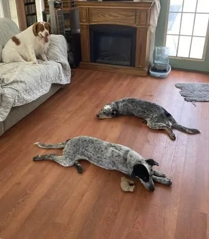 A young medium-sized female Gray / Blue / Silver Australian Cattle Dog / Blue Heeler dog named Lady for adoption in Moyock, NC