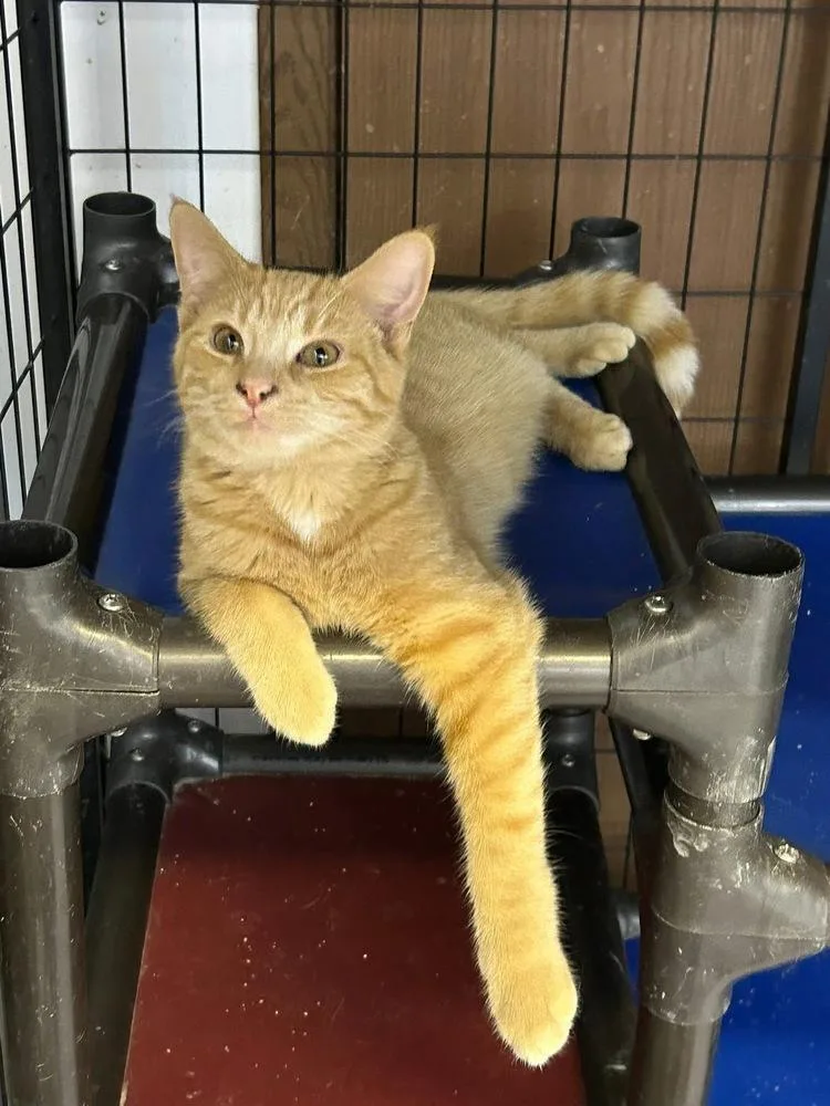 Clementine thumbnail 2