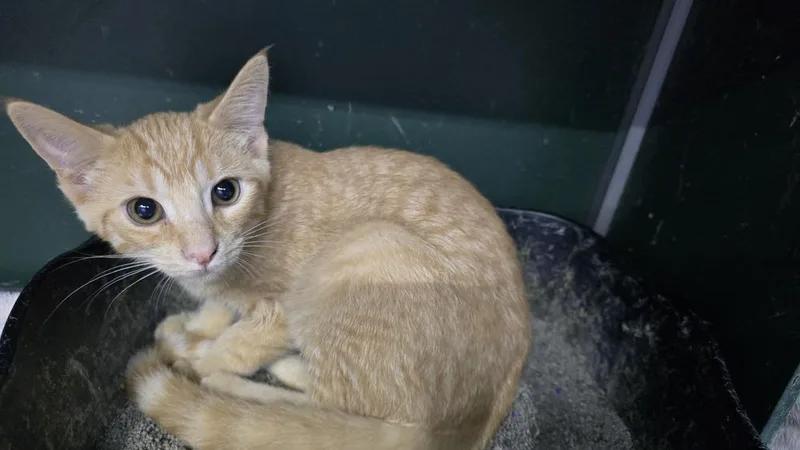 Clementine thumbnail 3