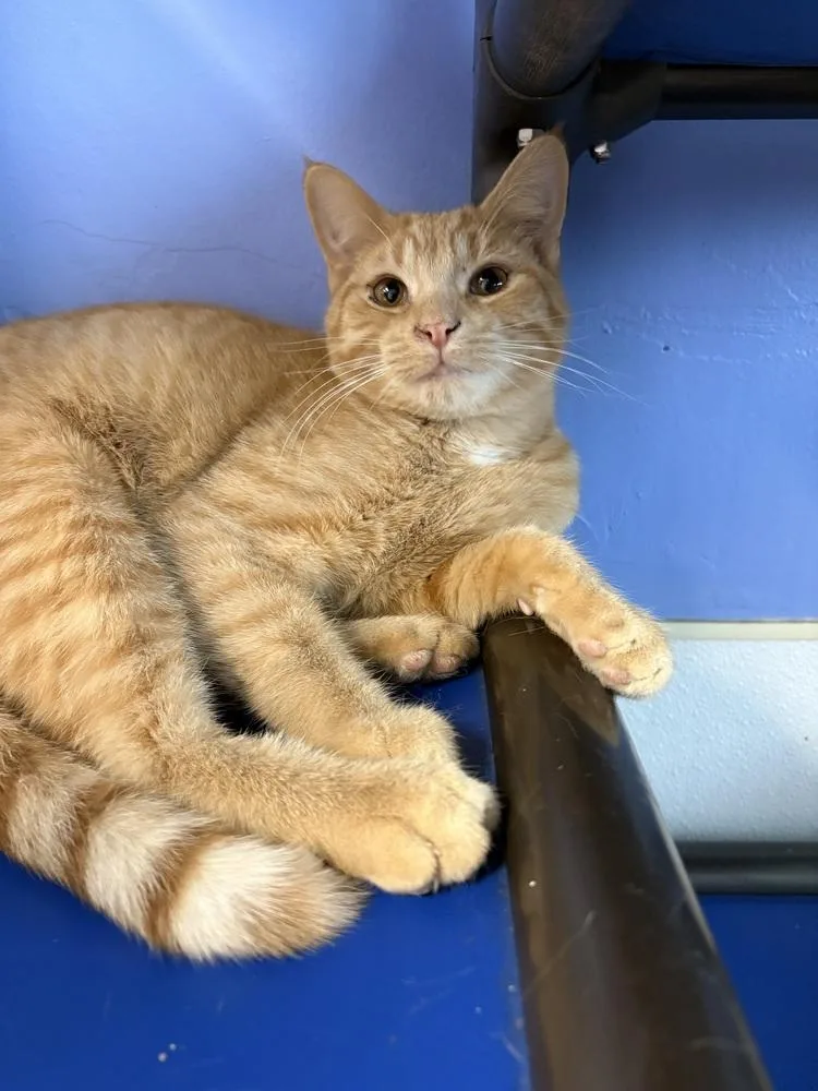 Clementine thumbnail 4