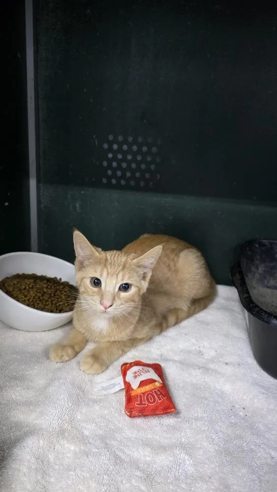 Clementine thumbnail 5