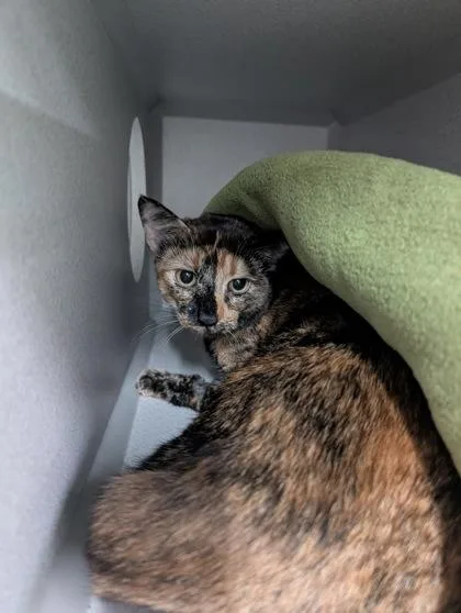 A young small-sized female Brown / Chocolate Domestic Short Hair cat named Hazel for adoption in Sacramento, CA
