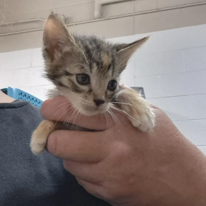A baby small-sized female Black Domestic Short Hair cat named May for adoption in Ardmore, OK