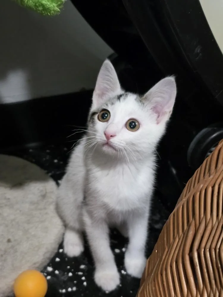 A baby small-sized male White Domestic Short Hair cat named Cowboy for adoption in Lewisburg, TN