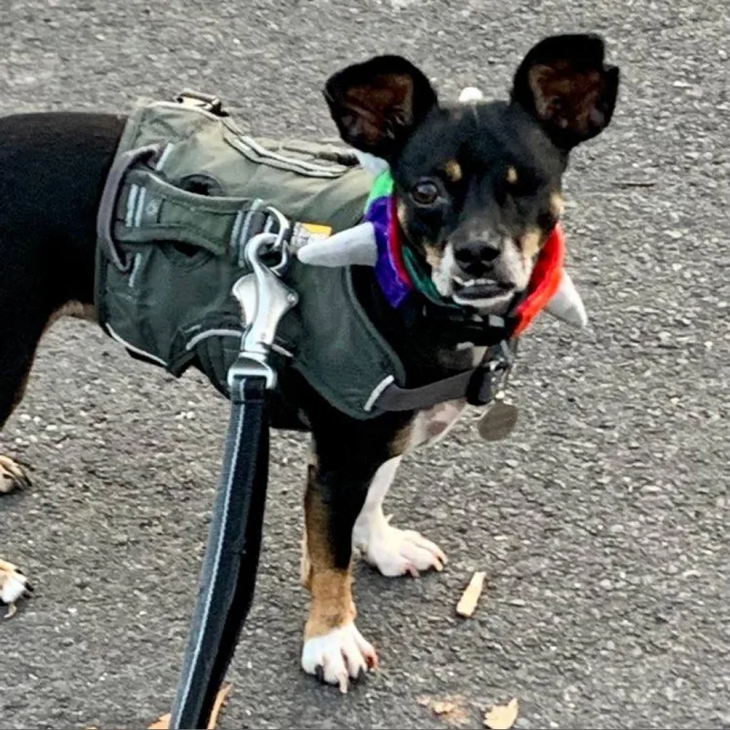 Leonardo thumbnail 2