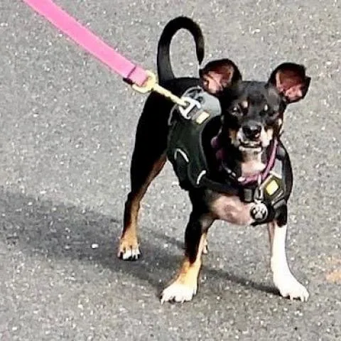 Leonardo thumbnail 3