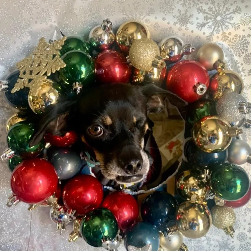 Leonardo thumbnail 4