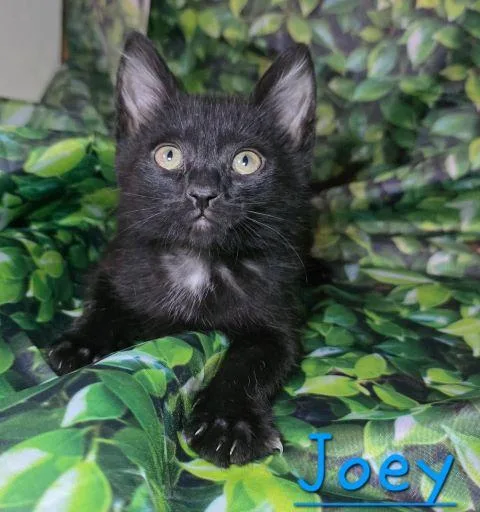 A baby medium-sized male Black Domestic Short Hair cat named Joey for adoption in Fernley, NV