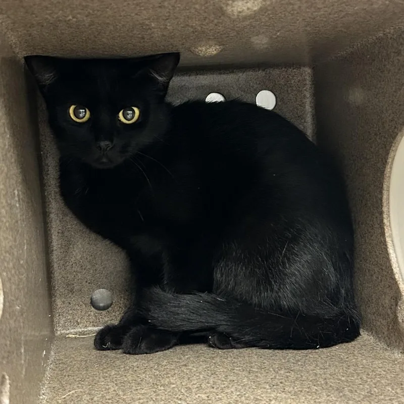 A young medium-sized female Black Domestic Short Hair cat named Sonnet for adoption in Abilene, TX