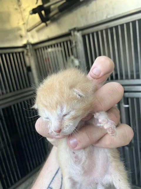 A baby medium-sized male Domestic Medium Hair cat named Helios for adoption in Dallas, TX