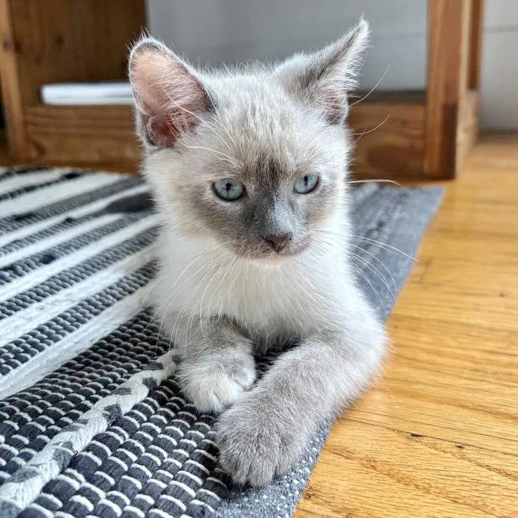 A baby small-sized female Snowshoe cat named Cayenne for adoption in Oakland, CA