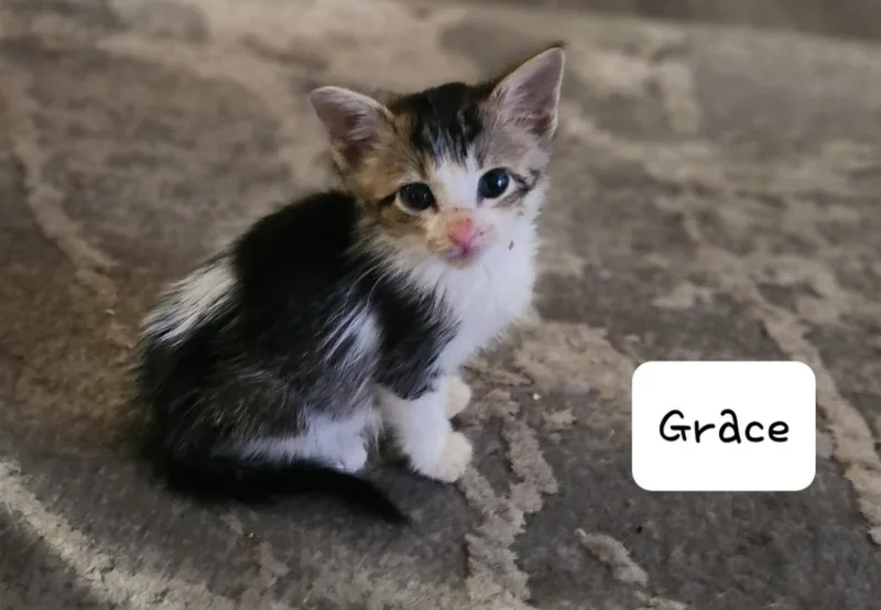 A baby small-sized female Domestic Short Hair cat named Grace for adoption in San Jacinto, CA