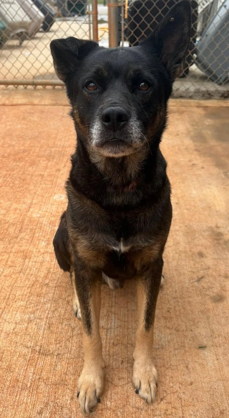 A senior medium-sized male Black German Shepherd Dog dog named Earl for adoption in Munfordville, KY