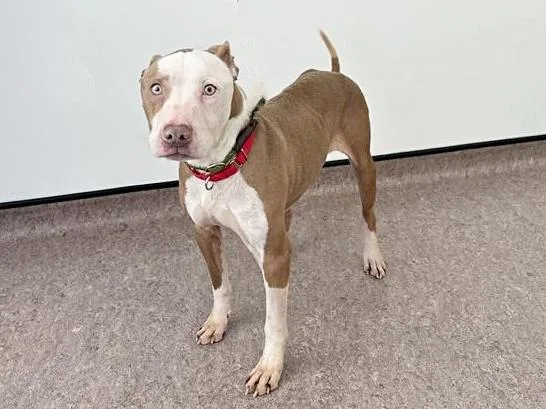 An adult medium-sized male Terrier dog named Skippy for adoption in Saint Louis, MO