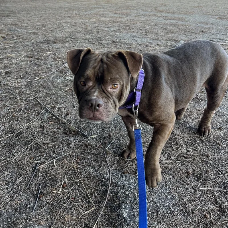 Cornelia thumbnail 4