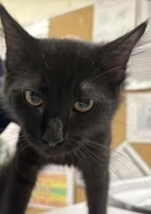 A young medium-sized male Domestic Medium Hair cat named Flan for adoption in Lowell, MA