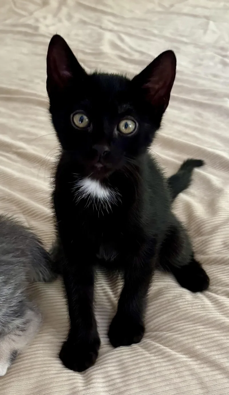 A baby medium-sized male Black & White / Tuxedo Domestic Short Hair cat named Lenny for adoption in Hudson, NY