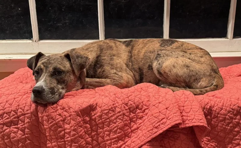 Roscoe thumbnail 3