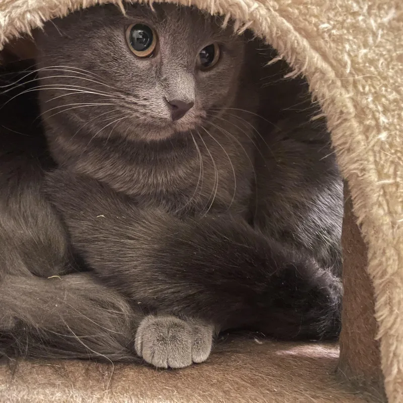 A young medium-sized female Domestic Short Hair cat named Nova for adoption in Douglas, MA
