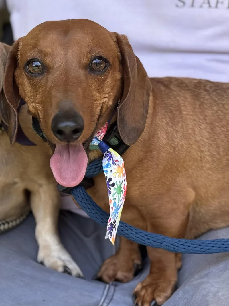 An adult small-sized male Red / Chestnut / Orange Dachshund dog named Milo & Rusty for adoption in Meherrin, VA