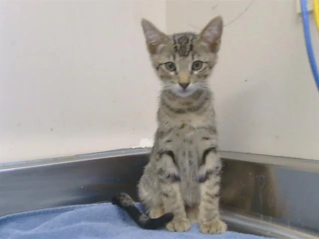 A baby small-sized male Domestic Short Hair cat named Maynard for adoption in Sacramento, CA