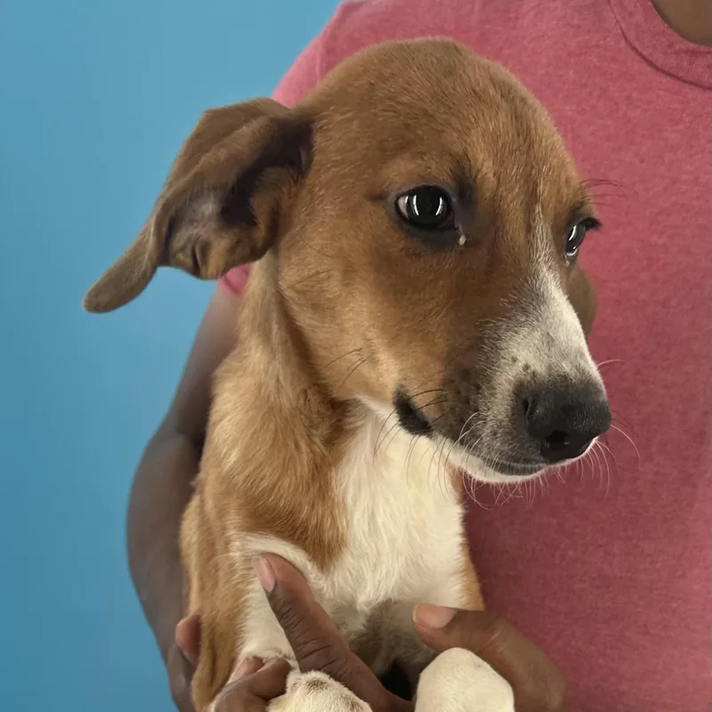 A baby medium-sized male Red / Chestnut / Orange Labrador Retriever dog named Benny  Local October for adoption in Brookshire, TX