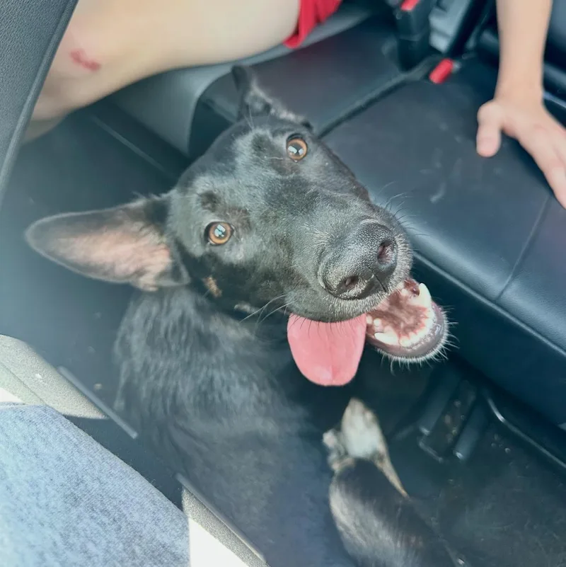 A baby large-sized female German Shepherd Dog dog named Moroney for adoption in Pottsboro, TX