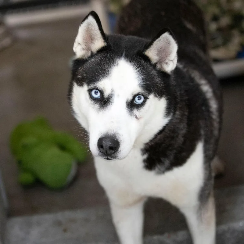 A senior medium-sized female Black Husky dog named Ice for adoption in Peyton, CO