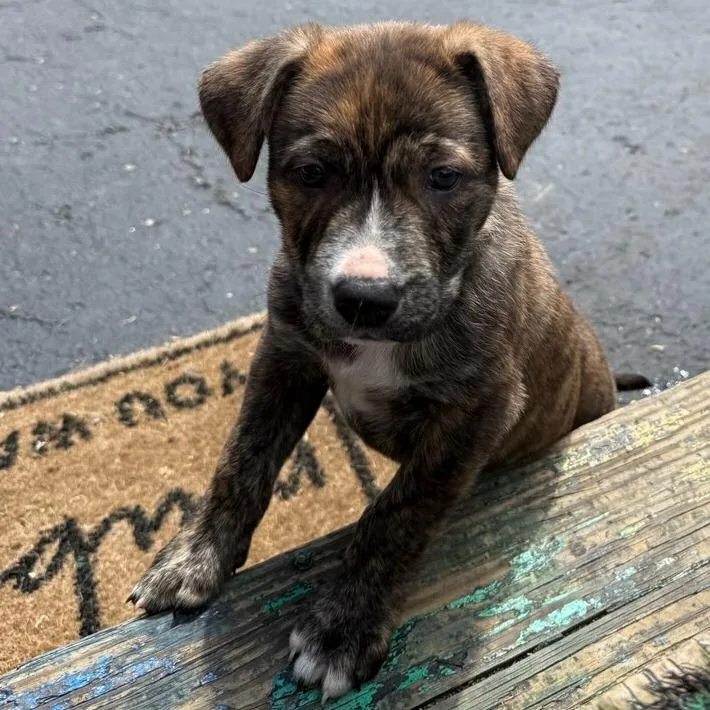 A baby medium-sized female German Shepherd Dog dog named Millie for adoption in Columbus, OH