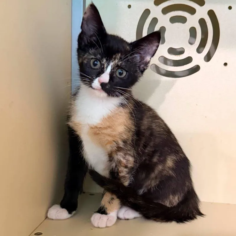 A baby small-sized female Calico cat named Emma for adoption in Capshaw, AL