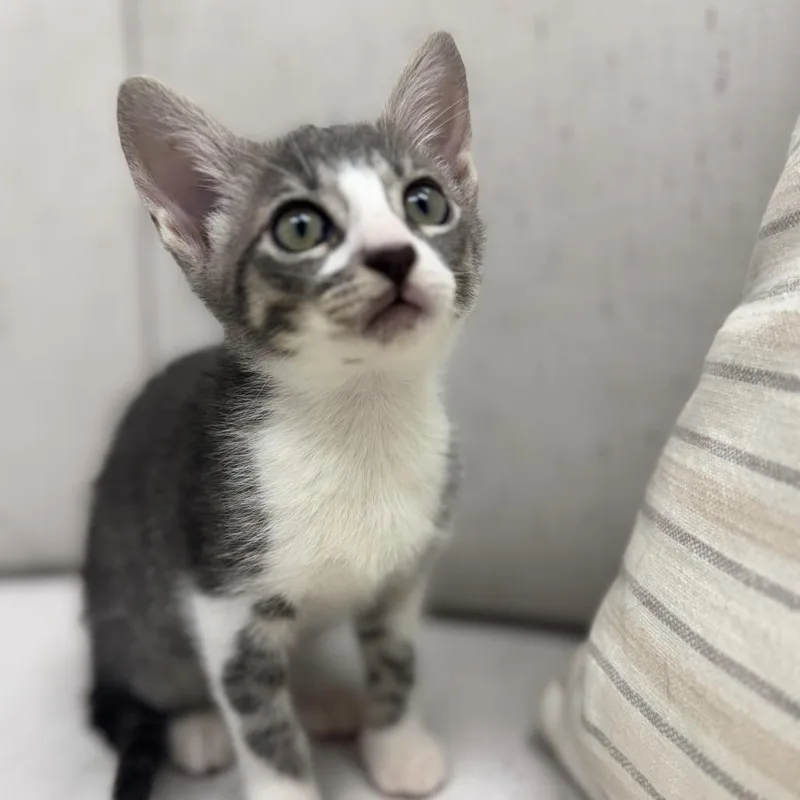 A baby small-sized male Domestic Short Hair cat named Ernie for adoption in Chesapeake, VA