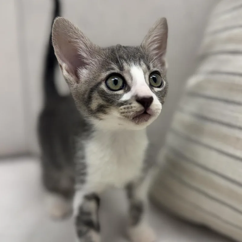 Ernie thumbnail 2