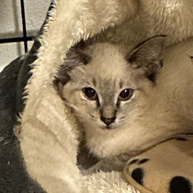 Kona thumbnail 5