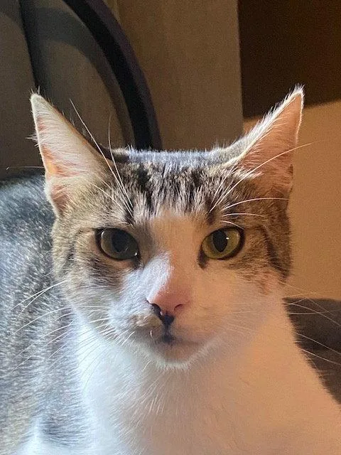 A young medium-sized female Domestic Short Hair cat named Prima for adoption in Nashville, TN