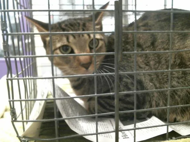 An adult medium-sized male Domestic Short Hair cat named Tom for adoption in Houston, TX