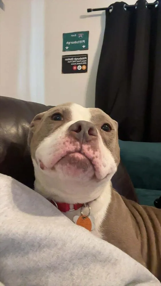 Chata  In Training thumbnail 2