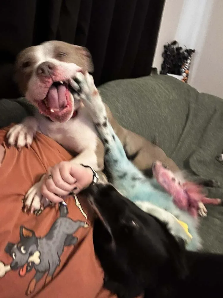 Chata  In Training thumbnail 3