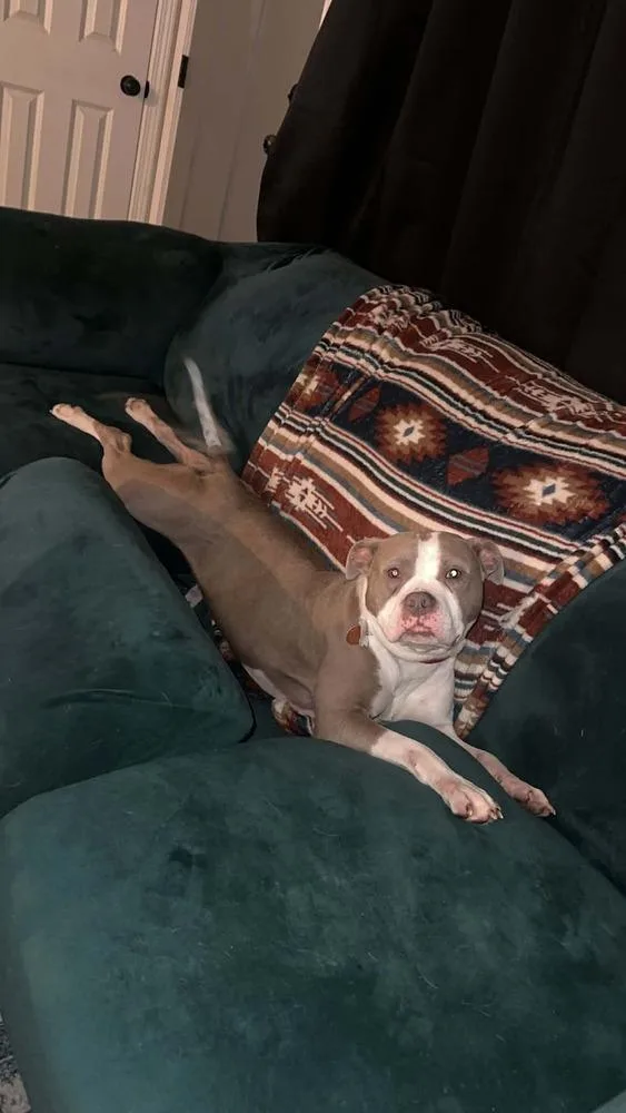 Chata  In Training thumbnail 5