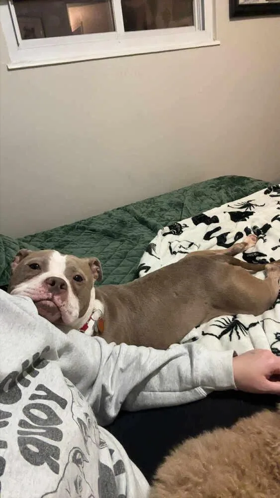 Chata  In Training thumbnail 6