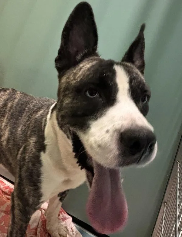 An adult large-sized male Mixed Breed dog named Mr. Nonchalant for adoption in Ridgewood, NY
