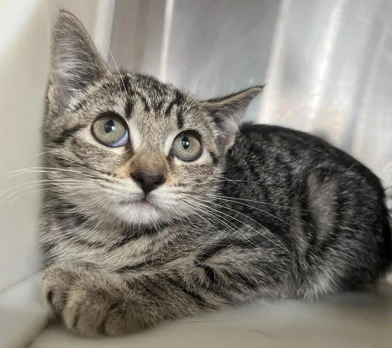 A baby medium-sized female Tabby cat named D.w. for adoption in Carrollton, GA