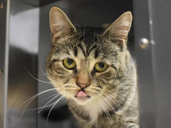 A young medium-sized female Domestic Short Hair cat named String Pillow for adoption in Portland, OR